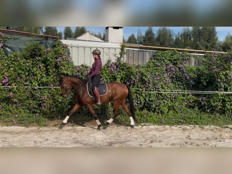Lusitano Castrone 5 Anni 160 cm Baio in RIO MAIOR