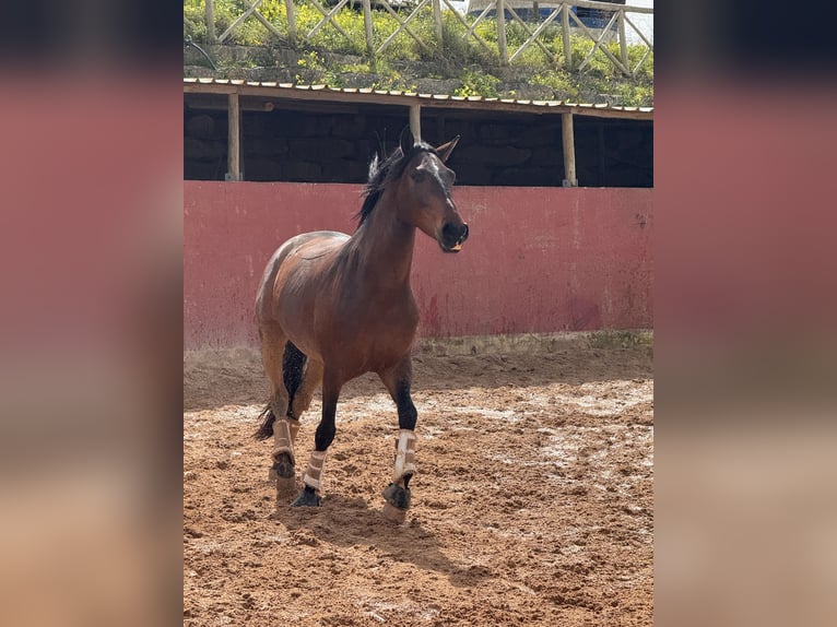 Lusitano Castrone 5 Anni 160 cm Baio in Lissabon