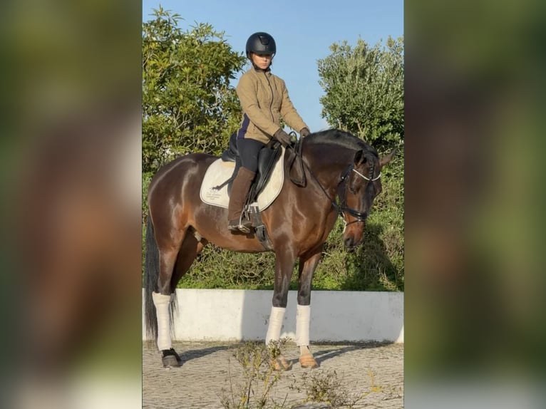 Lusitano Castrone 5 Anni 160 cm Baio in Lissabon