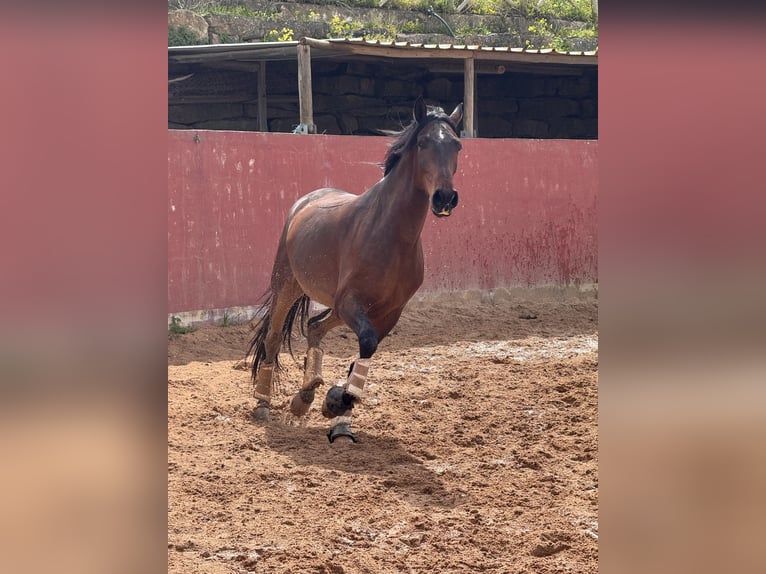 Lusitano Castrone 5 Anni 160 cm Baio in Lissabon