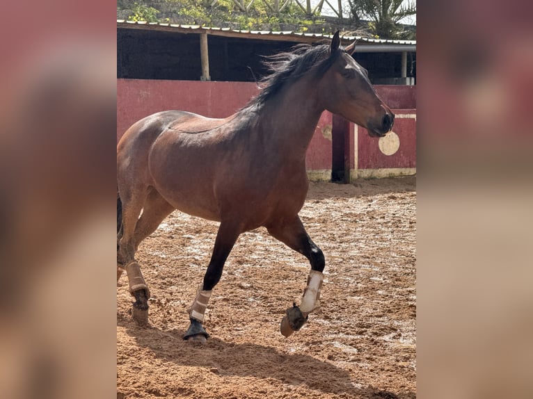 Lusitano Castrone 5 Anni 160 cm Baio in Lissabon