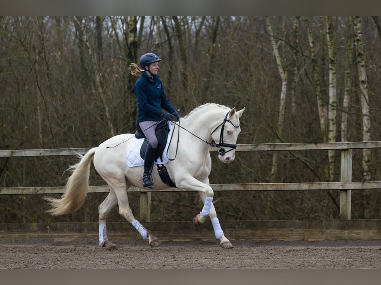 Lusitano Castrone 5 Anni 160 cm Cremello in Nieuwegein