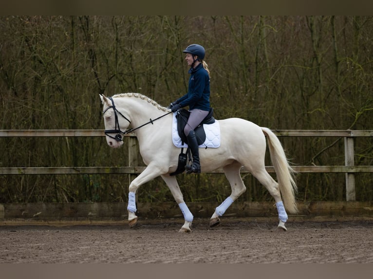 Lusitano Castrone 5 Anni 160 cm Cremello in Nieuwegein