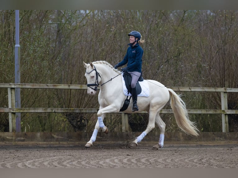 Lusitano Castrone 5 Anni 160 cm Cremello in Nieuwegein