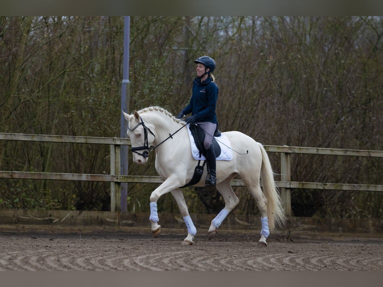 Lusitano Castrone 5 Anni 160 cm Cremello in Nieuwegein