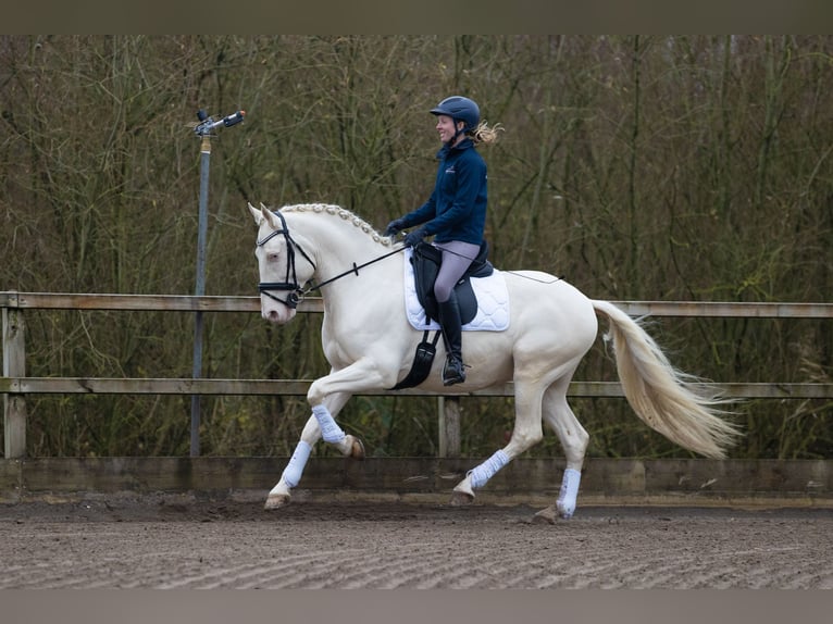 Lusitano Castrone 5 Anni 160 cm Cremello in Nieuwegein