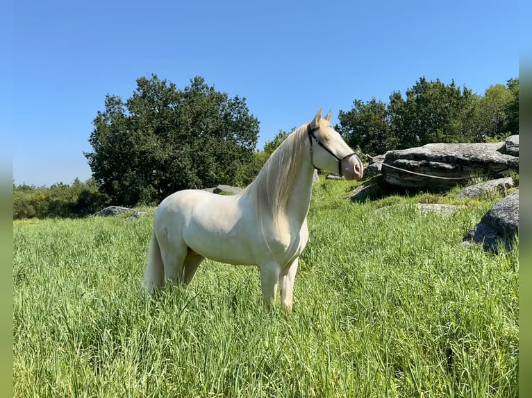 Lusitano Mix Castrone 5 Anni 160 cm Cremello in Silleda (Casco Urbano)