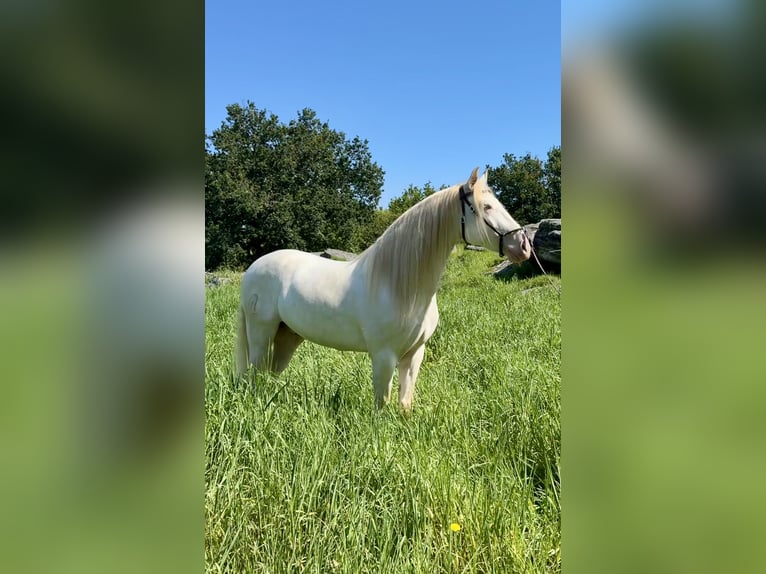 Lusitano Mix Castrone 5 Anni 160 cm Cremello in Silleda (Casco Urbano)