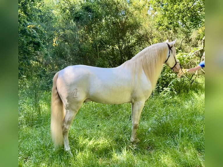 Lusitano Mix Castrone 5 Anni 160 cm Cremello in Silleda (Casco Urbano)