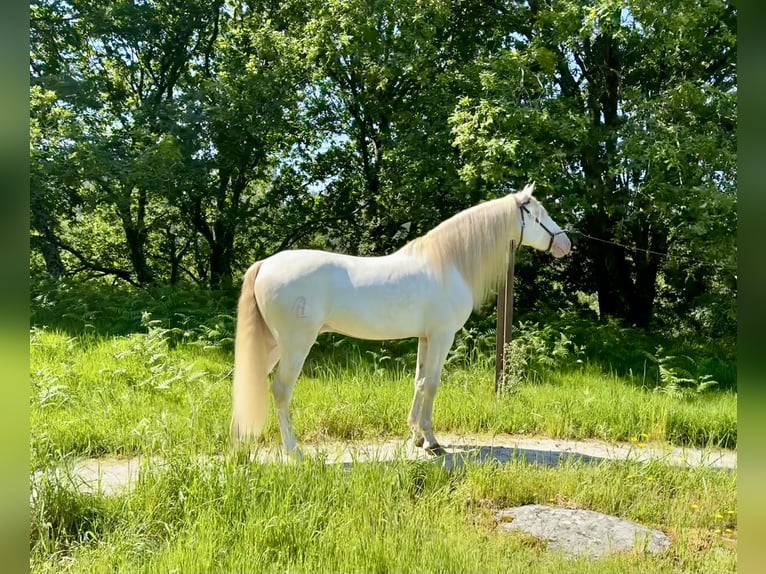 Lusitano Mix Castrone 5 Anni 160 cm Cremello in Silleda (Casco Urbano)