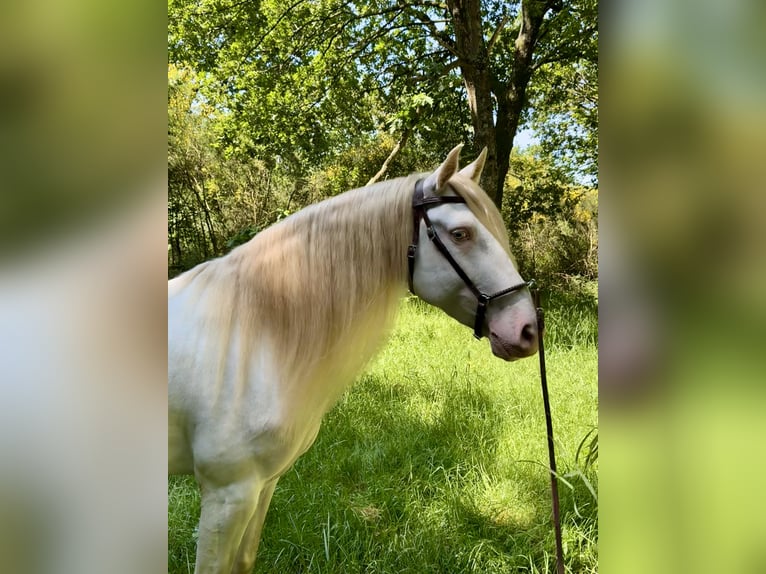 Lusitano Mix Castrone 5 Anni 160 cm Cremello in Silleda (Casco Urbano)