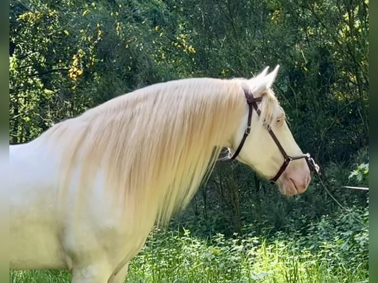 Lusitano Mix Castrone 5 Anni 160 cm Cremello in Silleda (Casco Urbano)