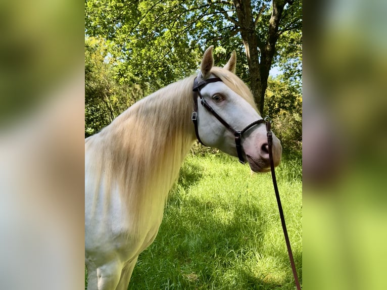 Lusitano Mix Castrone 5 Anni 160 cm Cremello in Silleda (Casco Urbano)