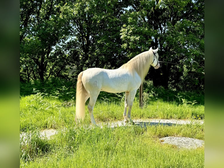 Lusitano Mix Castrone 5 Anni 160 cm Cremello in Silleda (Casco Urbano)