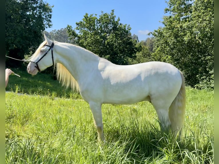 Lusitano Mix Castrone 5 Anni 160 cm Cremello in Silleda (Casco Urbano)