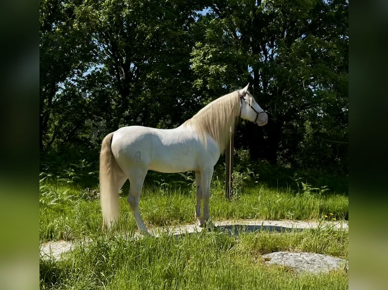 Lusitano Mix Castrone 5 Anni 160 cm Cremello in Silleda (Casco Urbano)