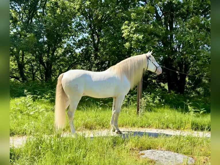 Lusitano Mix Castrone 5 Anni 160 cm Cremello in Silleda (Casco Urbano)