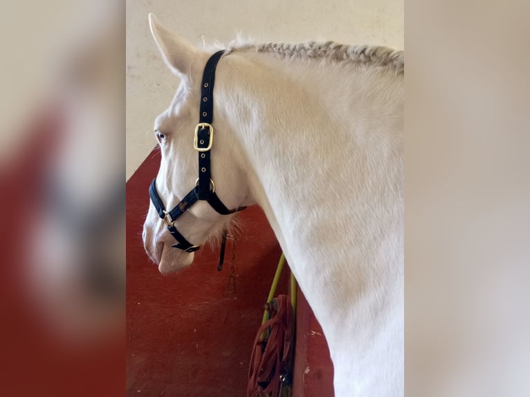 Lusitano Castrone 5 Anni 160 cm Cremello in La Rioja