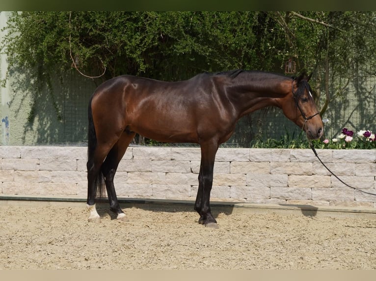 Lusitano Castrone 5 Anni 160 cm Falbo in Krumbach