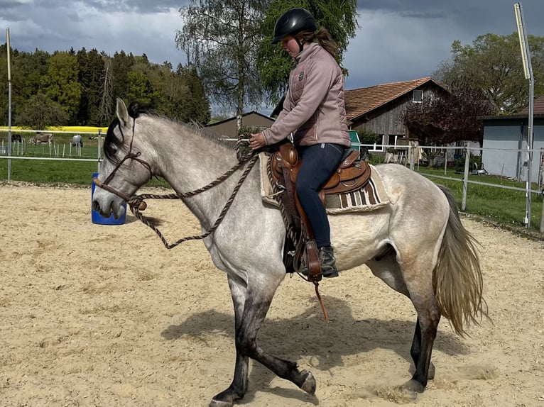 Lusitano Castrone 5 Anni 160 cm Falbo in Amlikon-Bissegg