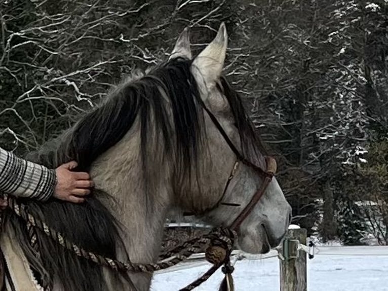 Lusitano Castrone 5 Anni 160 cm Falbo in Amlikon-Bissegg