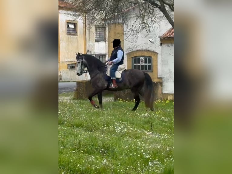 Lusitano Castrone 5 Anni 160 cm Grigio in Cartaxo, Santar&#xE9;m