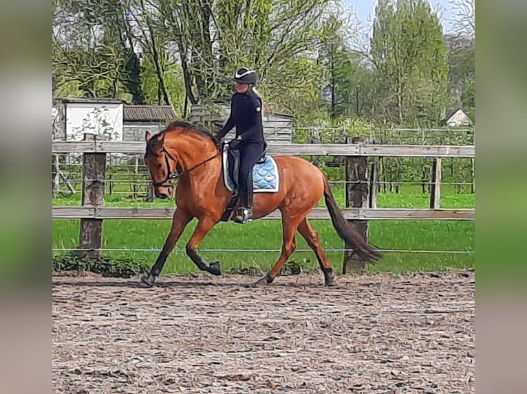 Lusitano Castrone 5 Anni 160 cm Pelle di daino in Maldegem