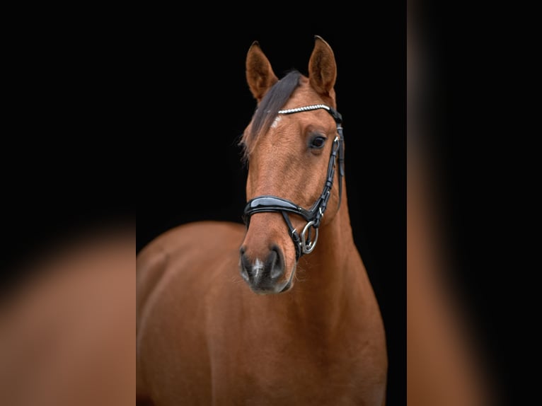 Lusitano Castrone 5 Anni 160 cm Pelle di daino in Maldegem