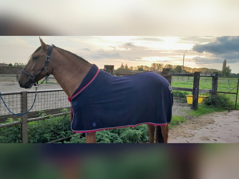 Lusitano Castrone 5 Anni 160 cm Pelle di daino in Maldegem