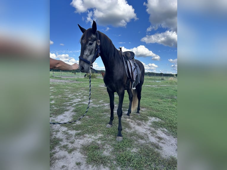 Lusitano Castrone 5 Anni 160 cm Può diventare grigio in Nuthe-Urstromtal