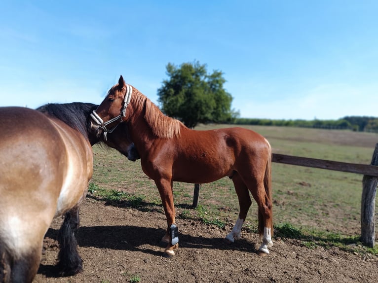 Lusitano Castrone 5 Anni 160 cm Sauro in Berlin