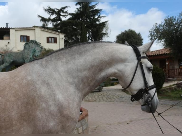 Lusitano Castrone 5 Anni 161 cm Grigio in Barcelona