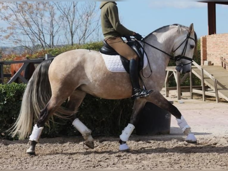 Lusitano Castrone 5 Anni 161 cm Grigio in Barcelona