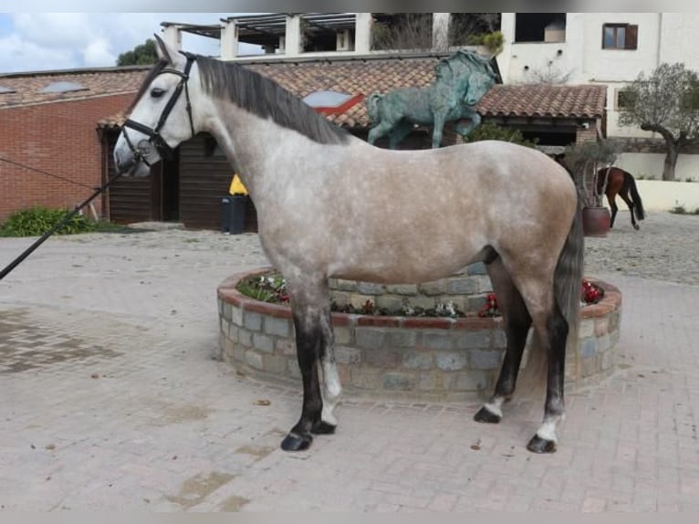 Lusitano Castrone 5 Anni 161 cm Grigio in Barcelona