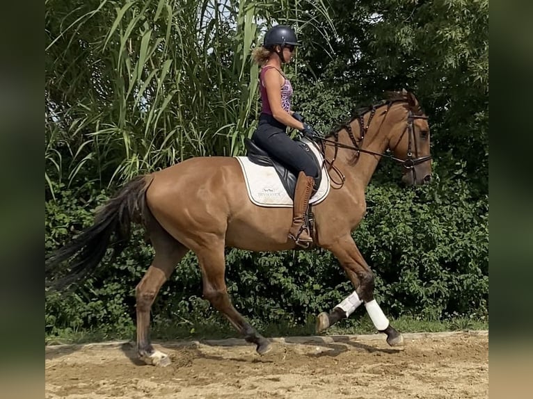 Lusitano Mix Castrone 5 Anni 162 cm Baio chiaro in Arles