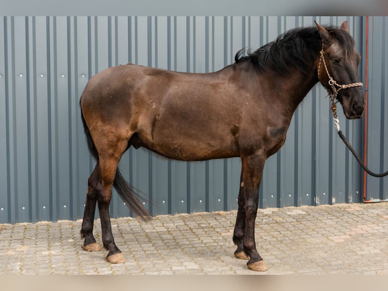 Lusitano Castrone 5 Anni 162 cm  in Pracht