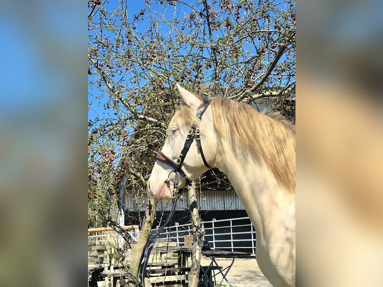 Lusitano Castrone 5 Anni 162 cm Cremello in Irschenberg