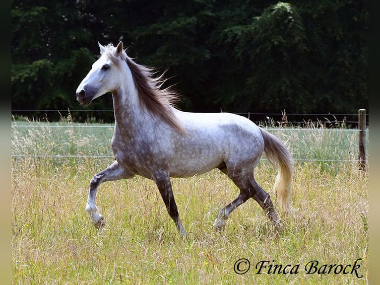 Lusitano Castrone 5 Anni 162 cm Grigio in Wiebelsheim