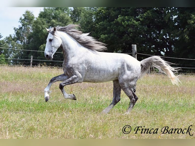 Lusitano Castrone 5 Anni 162 cm Grigio in Wiebelsheim