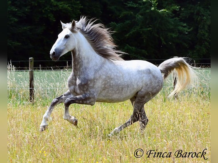 Lusitano Castrone 5 Anni 162 cm Grigio in Wiebelsheim
