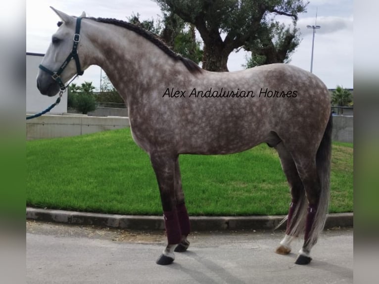 Lusitano Castrone 5 Anni 162 cm Grigio in Sevilla