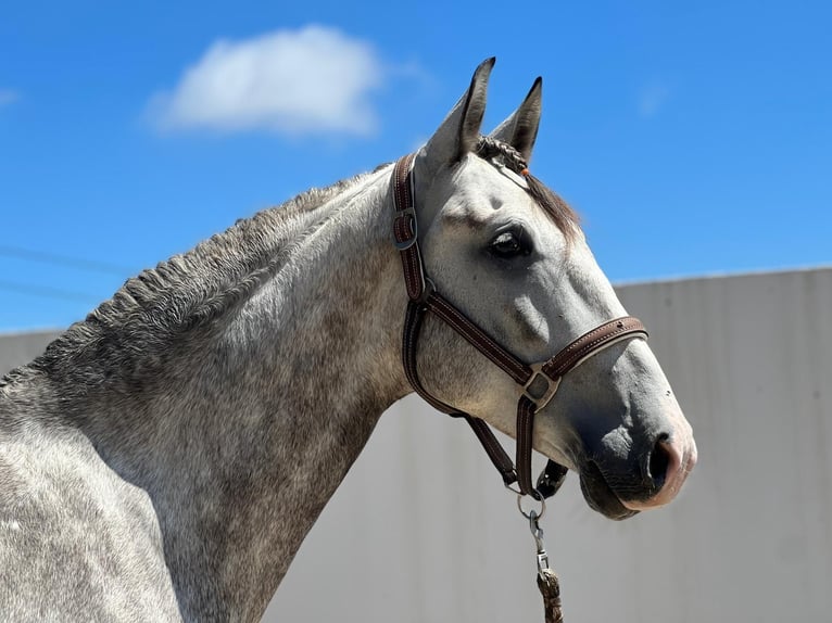 Lusitano Mix Castrone 5 Anni 162 cm Grigio in Rio Maior
