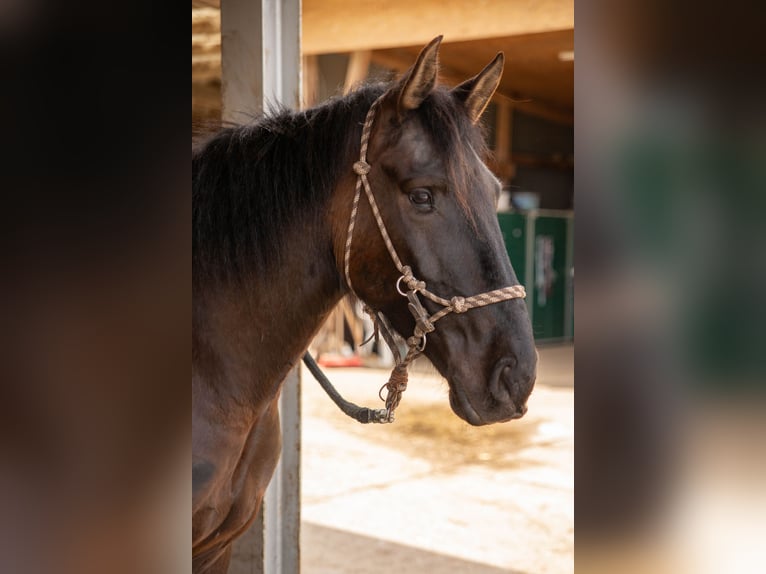 Lusitano Castrone 5 Anni 162 cm Morello in Pracht
