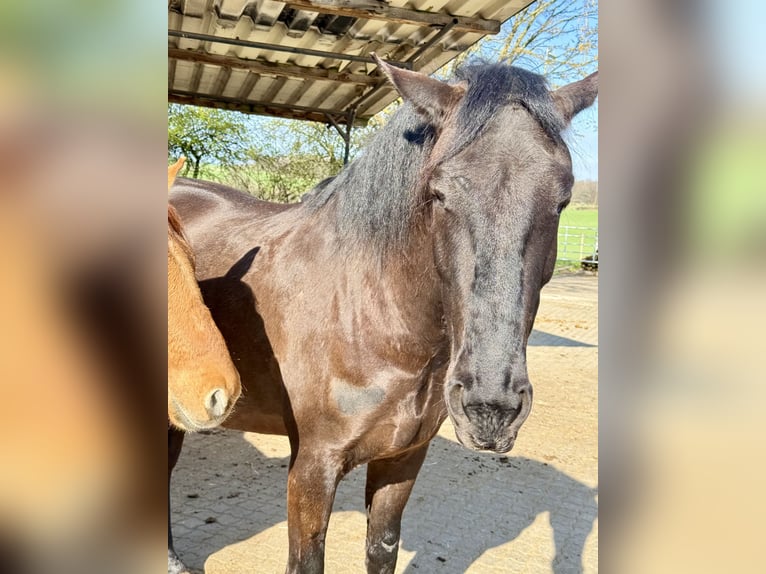 Lusitano Castrone 5 Anni 162 cm Morello in Pracht