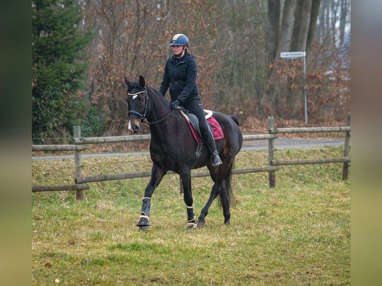 Lusitano Mix Castrone 5 Anni 163 cm Baio scuro in Neustadt (Wied)