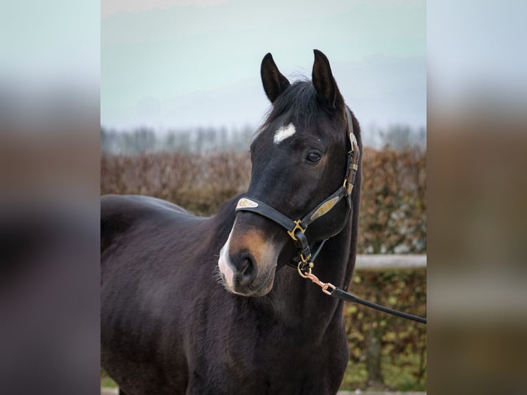 Lusitano Mix Castrone 5 Anni 163 cm Baio scuro in Neustadt (Wied)