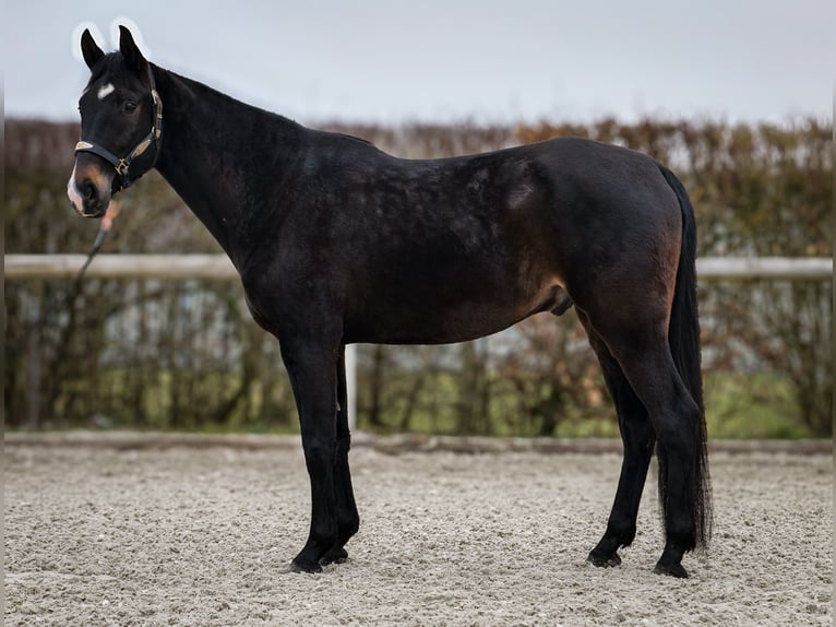 Lusitano Mix Castrone 5 Anni 163 cm Baio scuro in Neustadt (Wied)