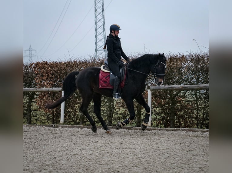 Lusitano Mix Castrone 5 Anni 163 cm Baio scuro in Neustadt (Wied)