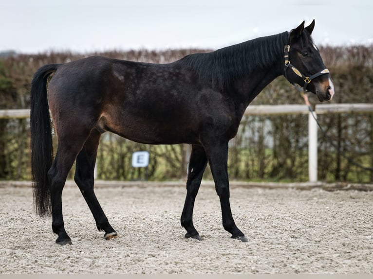 Lusitano Mix Castrone 5 Anni 163 cm Baio scuro in Neustadt (Wied)