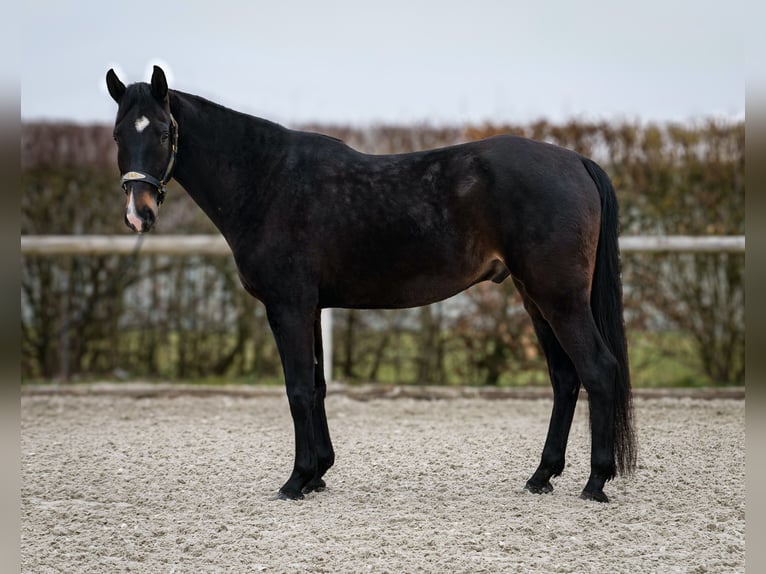 Lusitano Mix Castrone 5 Anni 163 cm Baio scuro in Neustadt (Wied)